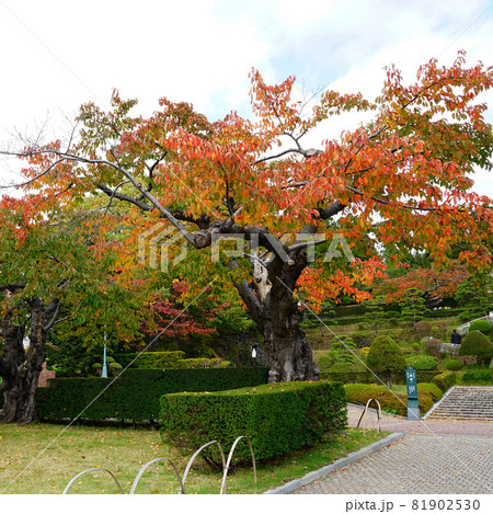 北海道　函館　トラピスチヌ修道院 81902530