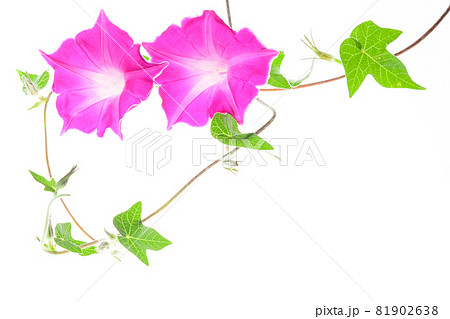 アサガオ二輪　白バック 81902638