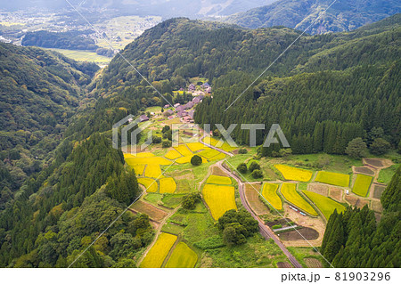 黄金色に輝く青鬼集落の棚田の眺め 長野県白馬村(ドローンによる空撮) 黄金色に輝く青鬼集落の棚田の眺め 長野県白馬村(ドローンによる空撮) 81903296