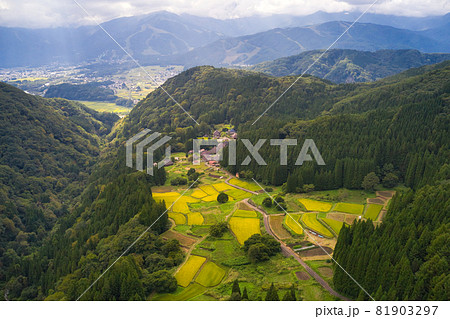 黄金色に輝く青鬼集落の棚田の眺め　長野県白馬村（ドローンによる空撮） 81903297