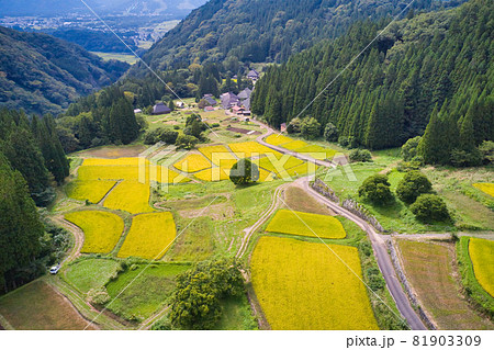 黄金色に輝く青鬼集落の棚田の眺め 長野県白馬村(ドローンによる空撮) 黄金色に輝く青鬼集落の棚田の眺め 長野県白馬村(ドローンによる空撮) 81903309