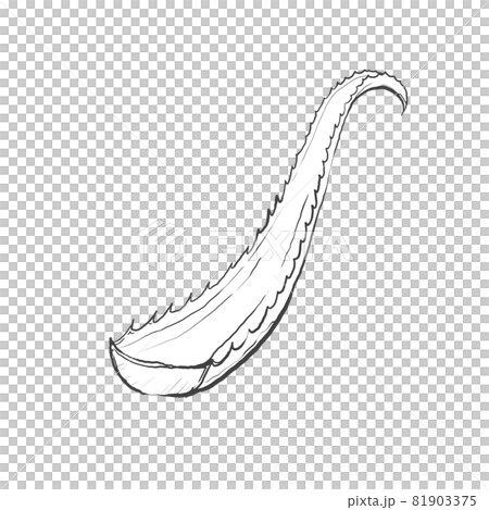 Japanese style hand-drawn line art illustration of Kidachi aloe Japanese style hand-drawn line art illustration of Kidachi aloe 81903375