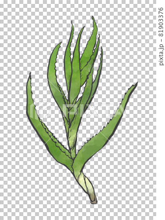 Japanese style hand-drawn illustration of Kidachi aloe Japanese style hand-drawn illustration of Kidachi aloe 81903376