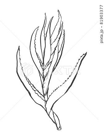 キダチアロエの和風手描き線画イラストのイラスト素材