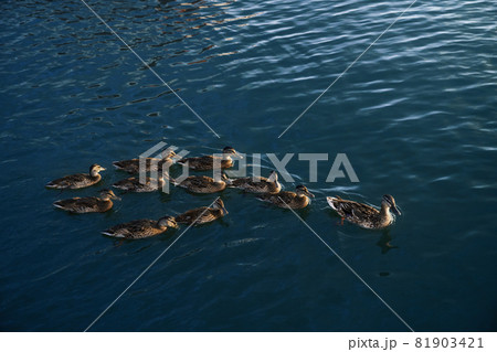 Mother duck with her ducklings swimming on lake Mother duck with her ducklings swimming on lake 81903421