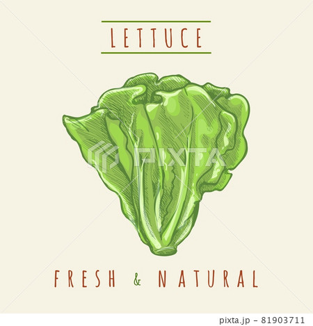 Hand drawing lettuce sketch Hand drawing lettuce sketch 81903711