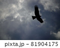 雨雲と羽を広げた鳶 81904175