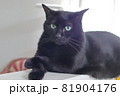 手を前に出した黒猫 81904176