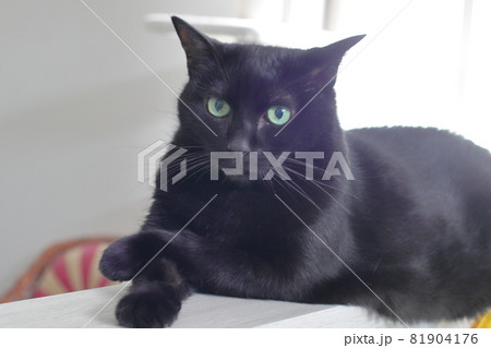 手を前に出した黒猫 手を前に出した黒猫 81904176