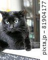 艶やかな黒猫 81904177