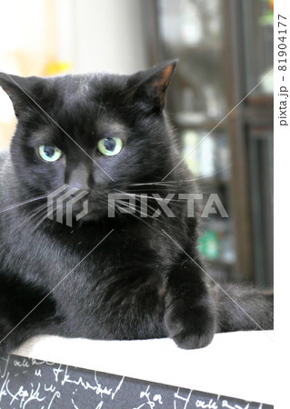 艶やかな黒猫 艶やかな黒猫 81904177