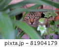 葉っぱに隠れるキジトラ猫 81904179