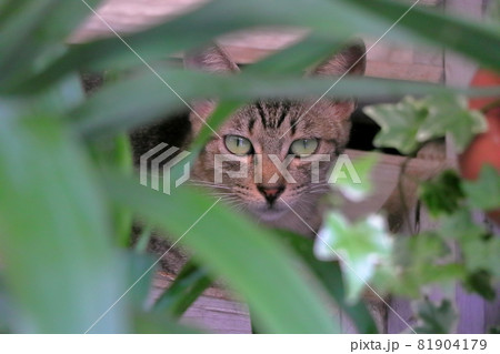 葉っぱに隠れるキジトラ猫 葉っぱに隠れるキジトラ猫 81904179