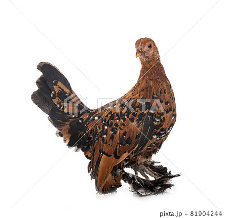 Booted Bantam in studio Booted Bantam in studio 81904244