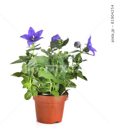 platycodon in studio platycodon in studio 81904254