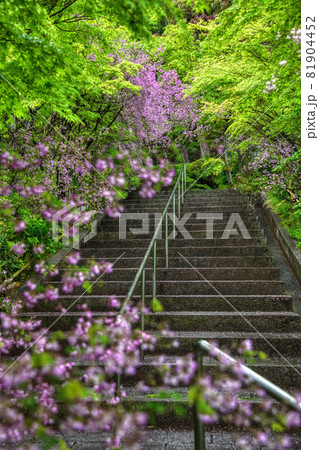 花の寺西應寺（西応寺）の雲南萩 81904452
