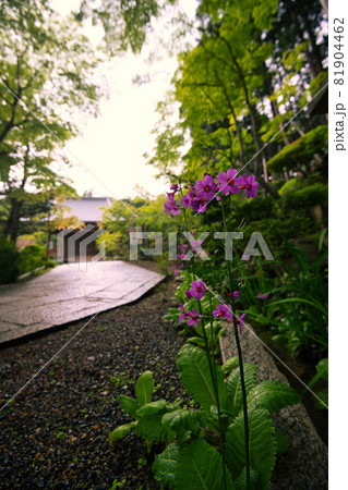 花の寺西應寺（西応寺）の雲南萩 81904462