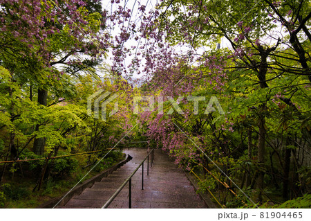 花の寺西應寺（西応寺）の雲南萩 81904465