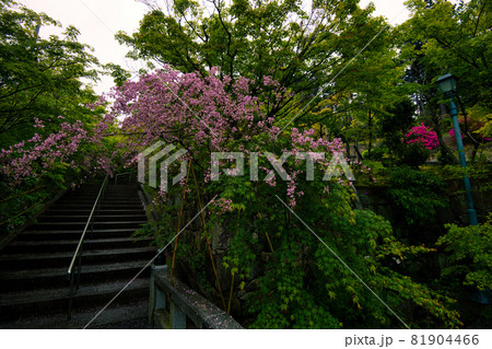 花の寺西應寺（西応寺）の雲南萩 81904466