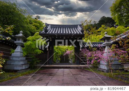 花の寺西應寺(西応寺)の雲南萩 花の寺西應寺(西応寺)の雲南萩 81904467