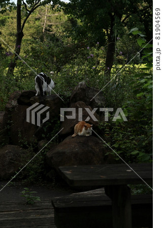 猫の休憩 81904569