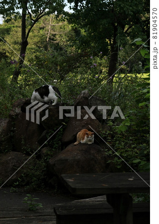 猫のお昼寝 81904570