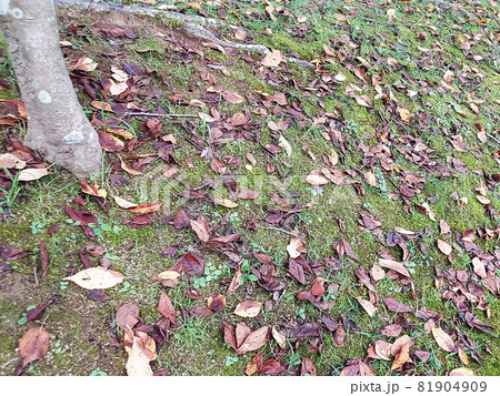 落ち葉の季節 落ち葉の季節 81904909