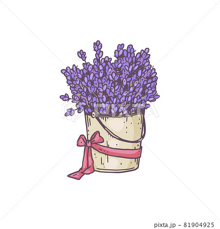 Bouquet of fragrant flower lavender in bucket tied with ribbon. 81904925