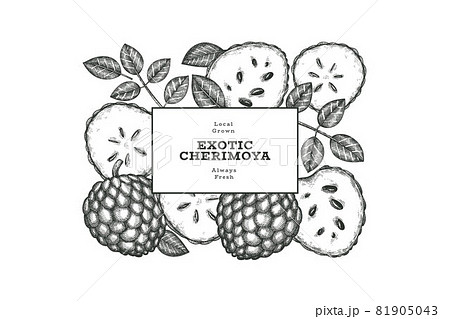Hand drawn sketch style cherimoya banner. Organic fresh fruit vector illustration. Engraved style botanical design template. 81905043