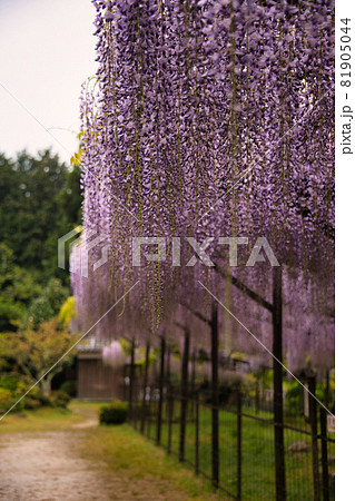 藤の寺 正法寺 2021 藤の寺 正法寺 2021 81905044