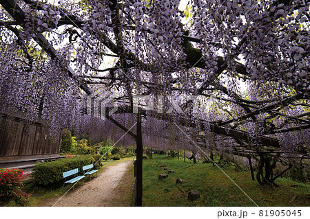 藤の寺 正法寺 2021 藤の寺 正法寺 2021 81905045