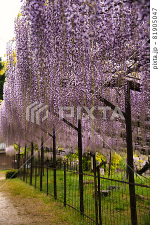 藤の寺 正法寺 2021 藤の寺 正法寺 2021 81905047