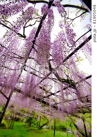 藤の寺 正法寺 2021 藤の寺 正法寺 2021 81905048