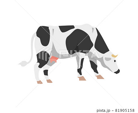 Cartoon holstein frisian breed cattle cow for milk, dairy products and meat. Cartoon holstein frisian breed cattle cow for milk, dairy products and meat. 81905158