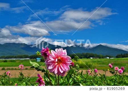 ダリヤ 花 ダリヤ 花 81905269
