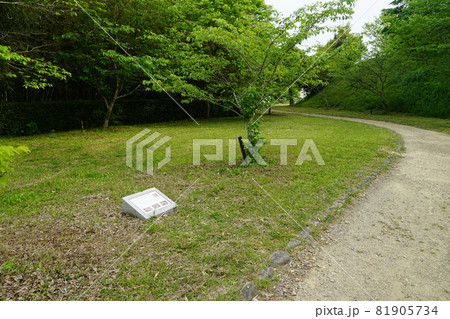 横須賀城跡 北の丸 静岡県掛川市 横須賀城跡 北の丸 静岡県掛川市 81905734