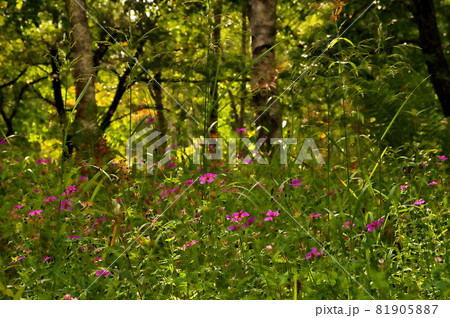 アサマフウロ 花 アサマフウロ 花 81905887