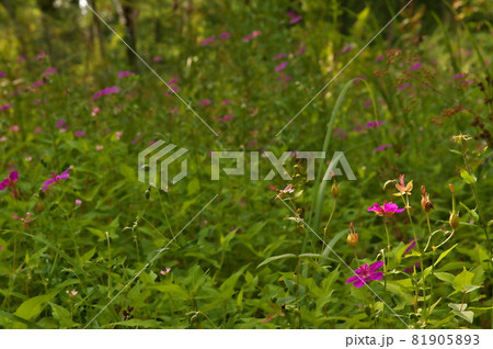 アサマフウロ　花 81905893