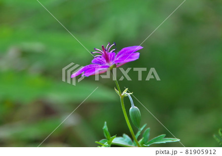 アサマフウロ　花 81905912