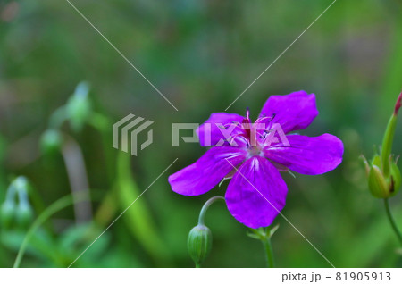 アサマフウロ　花 81905913