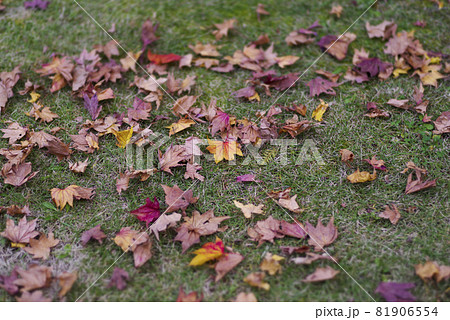 もみじ絨毯 81906554