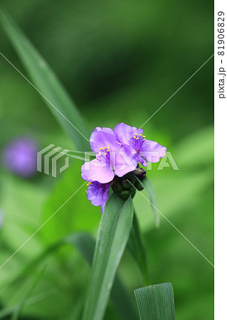 ムラサキツユクサの花 81906829