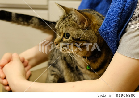 膝の上に乗る猫 膝の上に乗る猫 81906880