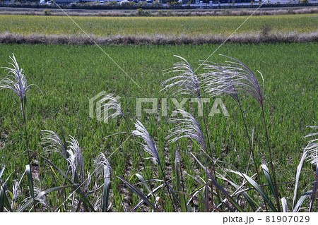 稲刈り後の田んぼにススキの穂たなびく 稲刈り後の田んぼにススキの穂たなびく 81907029
