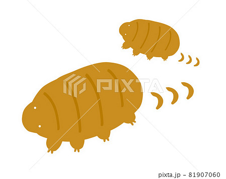 かわいい歩くクマムシ2匹/手書きイラスト かわいい歩くクマムシ2匹/手書きイラスト 81907060