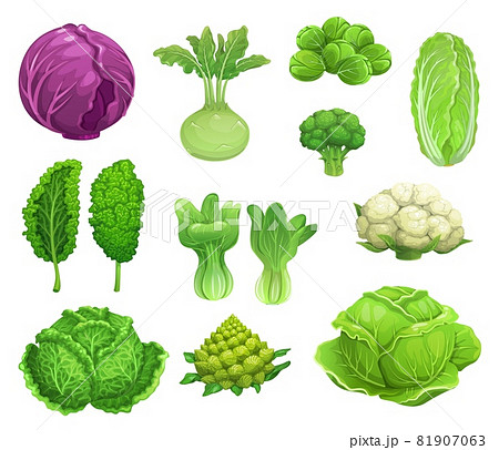 Cartoon vector cabbage and cauliflower... - Stock Illustration [81907063] -  PIXTA