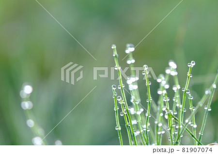 朝露に輝くスギナ 朝露に輝くスギナ 81907074