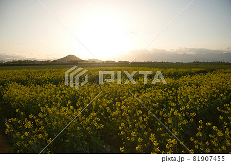 夕暮れの菜の花畑 81907455