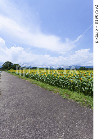 ひまわりのある風景 ひまわりのある風景 81907592
