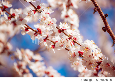 Apricot tree blossoms Apricot tree blossoms 81907616